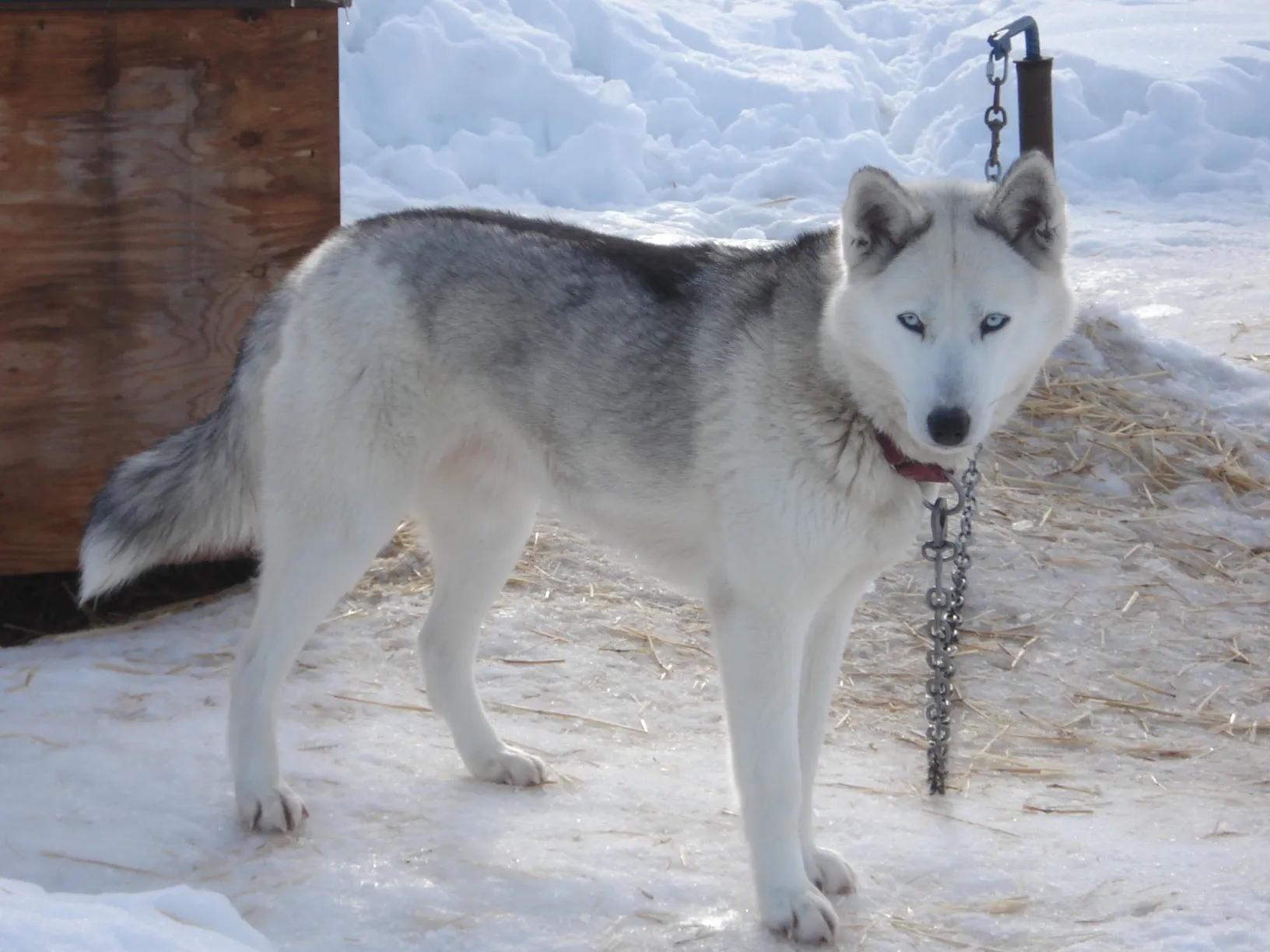 Seppala Siberian Sleddog